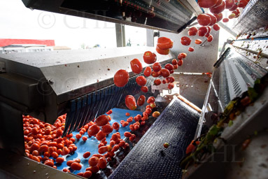 Mutti, Parme (Italie) 2018 <br><br>
Le temps de la récolte qui s’étale de fin juillet à fin septembre, 5 000 tonnes de tomates sont ramassées quotidiennement auprès de quatre cents agriculteurs dans la campagne d’Emilie-Romagne. Acheminées à l’usine, elles sont d’abord triées puis lavées dans un bain d’eau claire pendant trois heures. <br><br>*****<br><br>During the harvest, which lasts from the end of July to the end of September, 5,000 tonnes of tomatoes are collected daily from four hundred farmers in the Emilia-Romagna countryside. They are then taken to the factory where they are first sorted and then washed in a clear water bath for three hours.